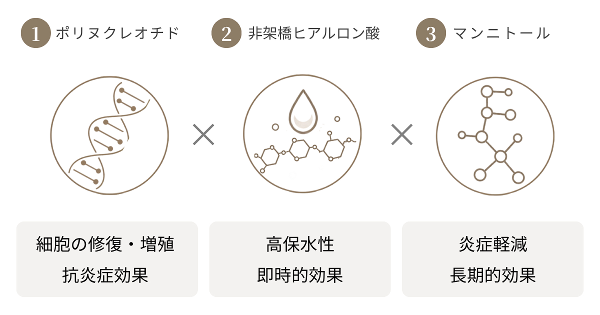 ポリヌクレオチド・非架橋ヒアルロン酸・マンニトールによる3つの肌育作用メカニズムの図解